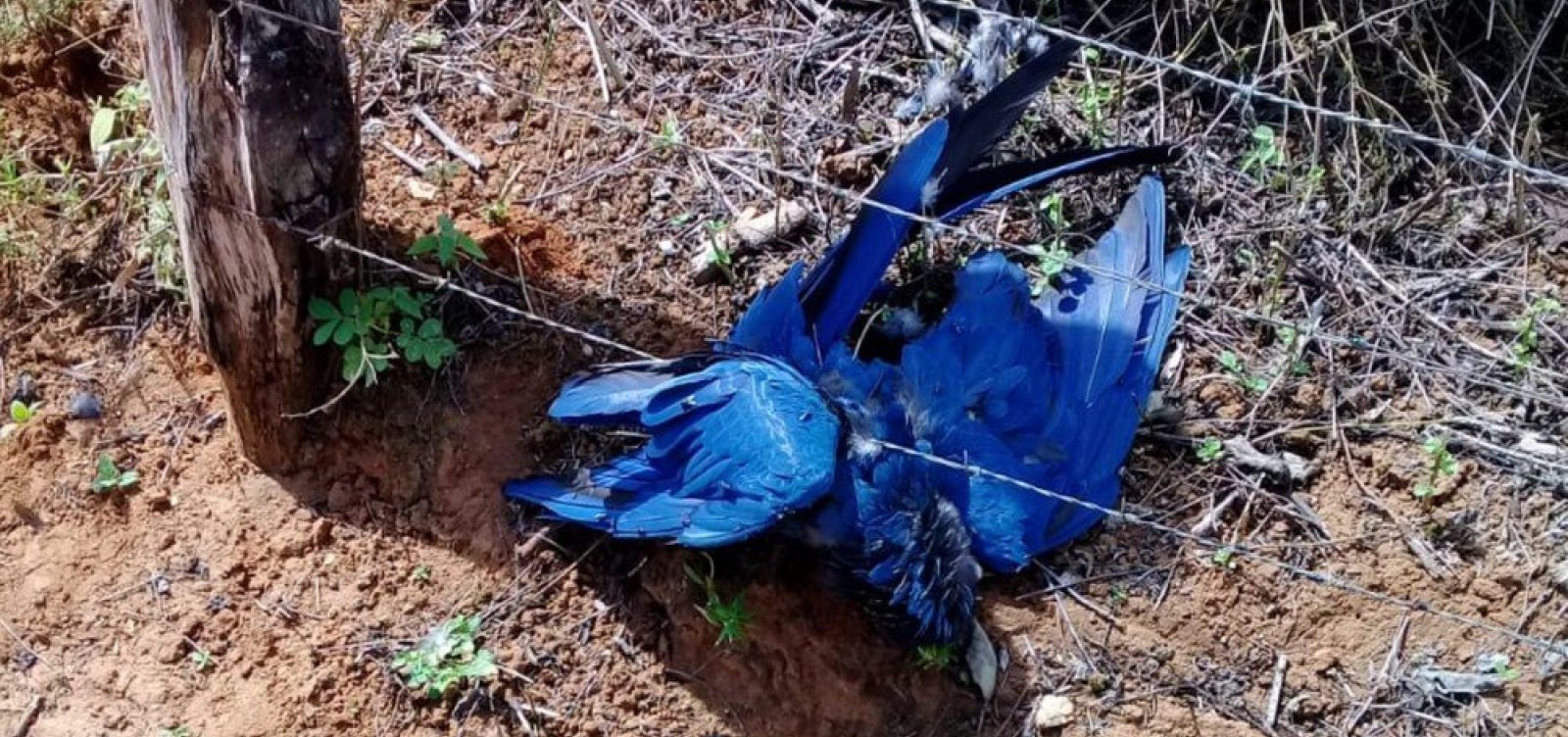 MP investiga se mortes de araras-azuis na Bahia têm relação com eletrocussão