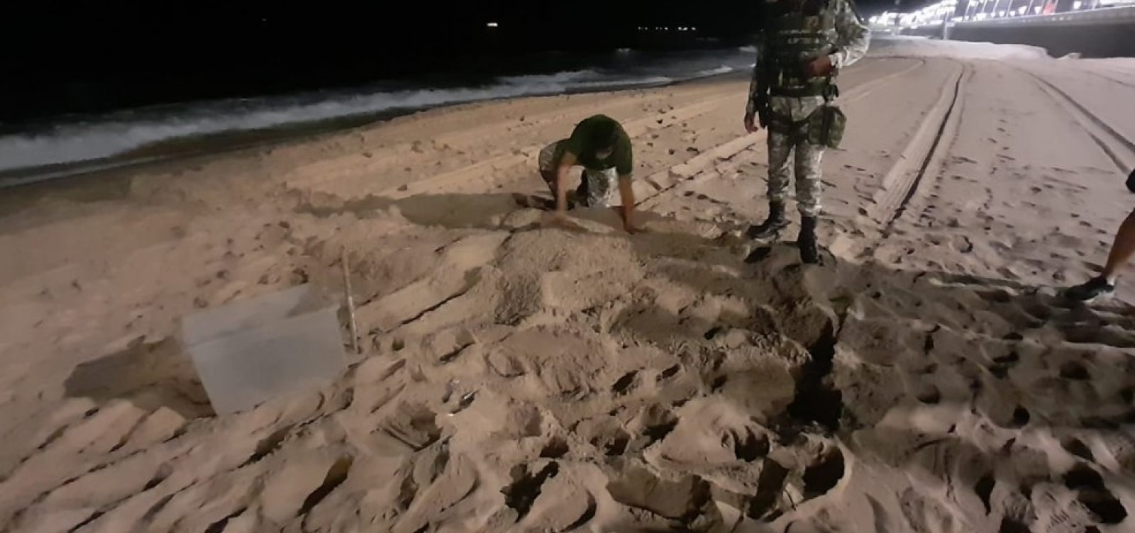 Mais de 100 ovos de tartaruga são resgatados na praia da Barra, em Salvador  - Metro 1