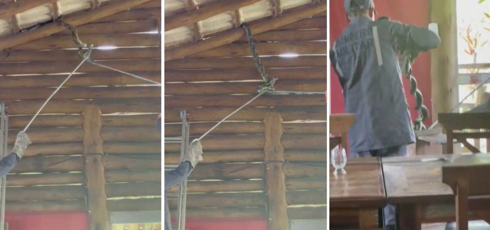 Cobra de 4 metros &eacute; encontrada na &aacute;rea interna de restaurante em Itabuna