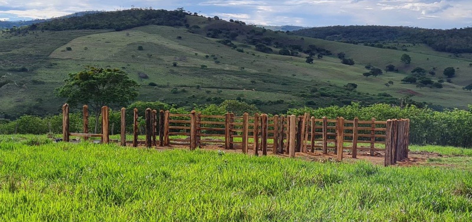 Sogro de vereador morre após ataque de abelhas em Itiruçu, no sudoeste da Bahia