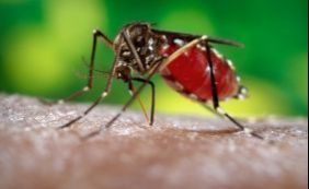 OMS declara emergência internacional por conta da Zika