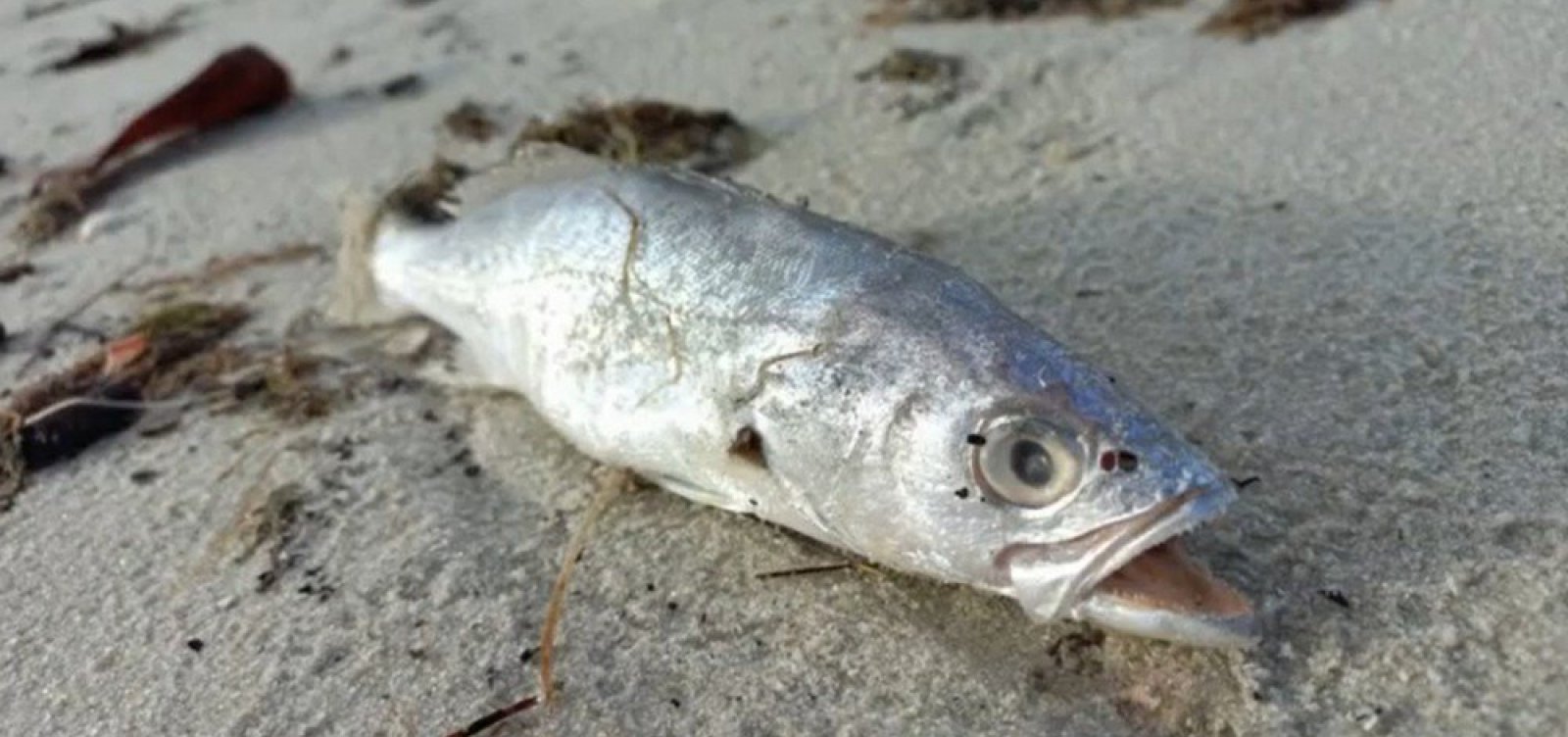 Peixes são encontrados mortos em Saubara; Inema apura causas