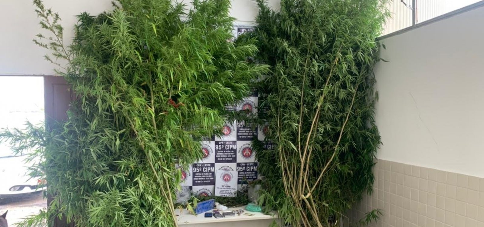 Plantação de maconha é descoberta em quintal de casa em Catu