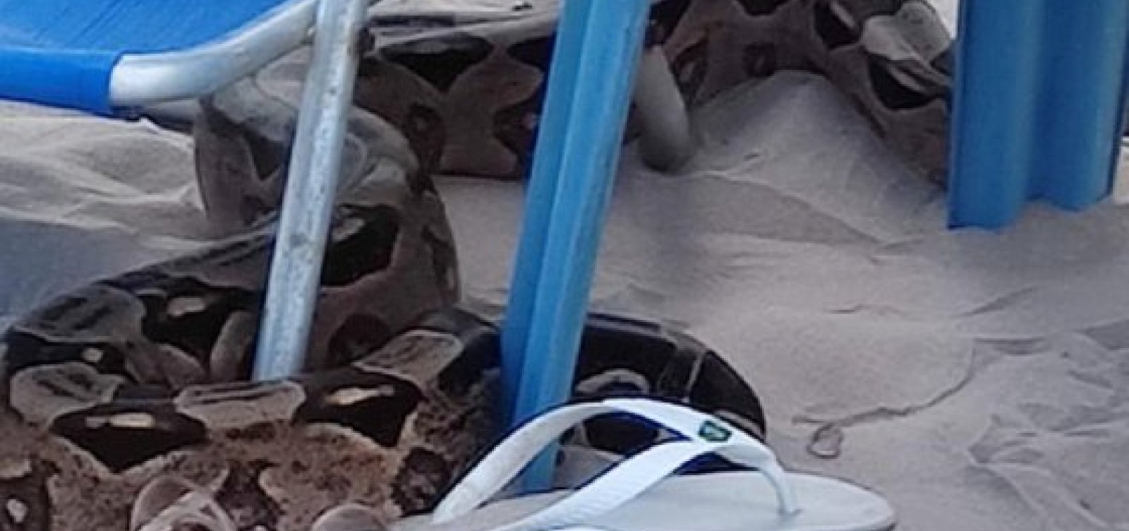 Cobra é encontrada por banhistas na praia de Jaguaribe, em Salvador