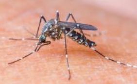 Agência europeia cria grupo para estudar vacina contra o zika