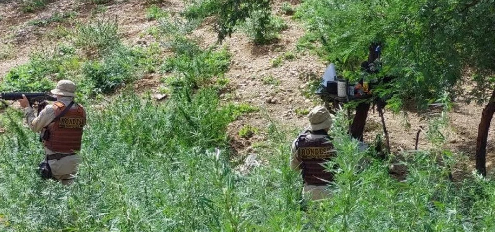 Cerca de 15 mil pés de maconha são destruídos por polícia no norte da Bahia
