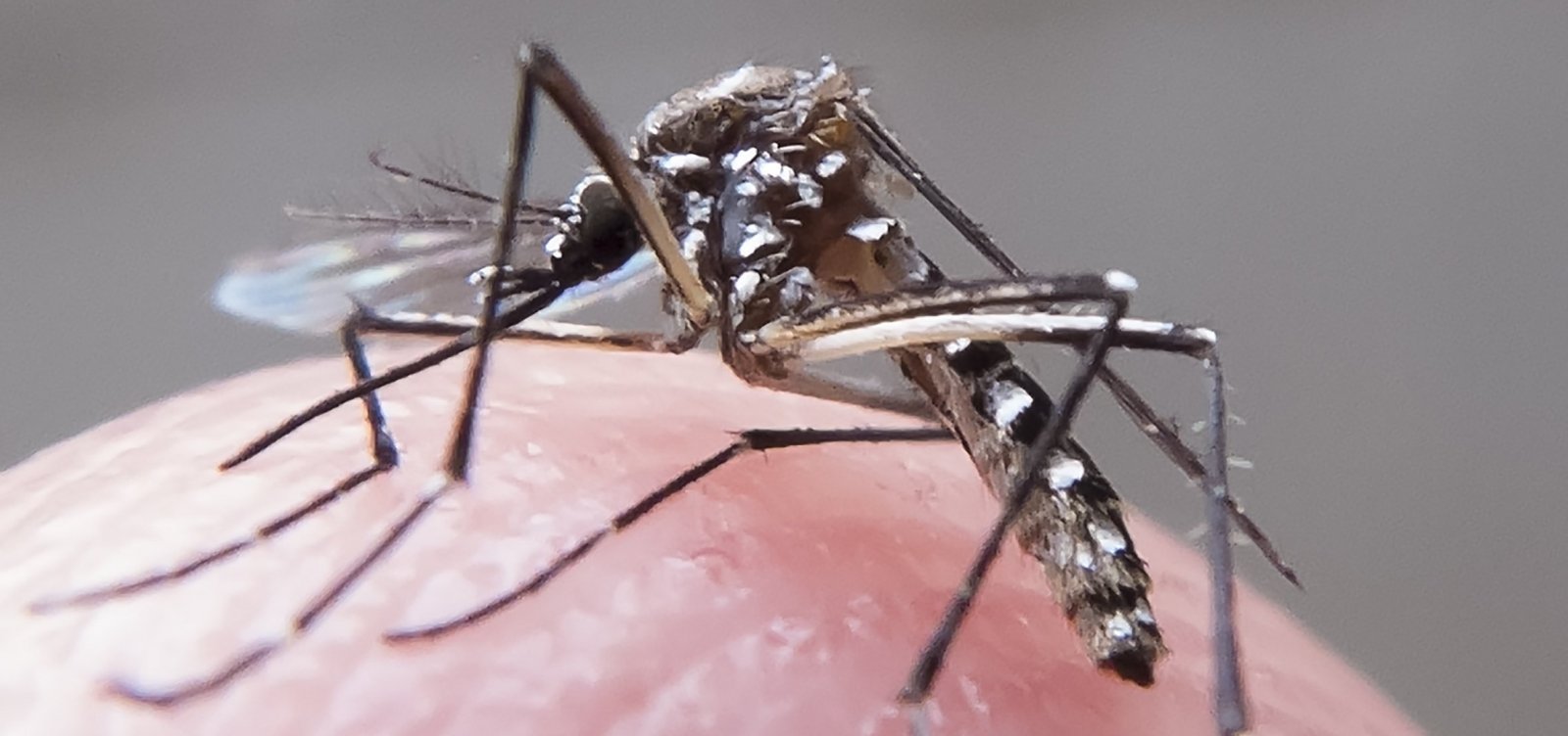 Com surto, Brasil chega em 4 meses ao mesmo patamar de casos de dengue de 2021
