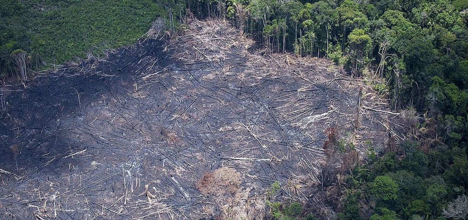 Apenas 2% dos alertas de desmatamento no Brasil tiveram fiscalização desde 2019