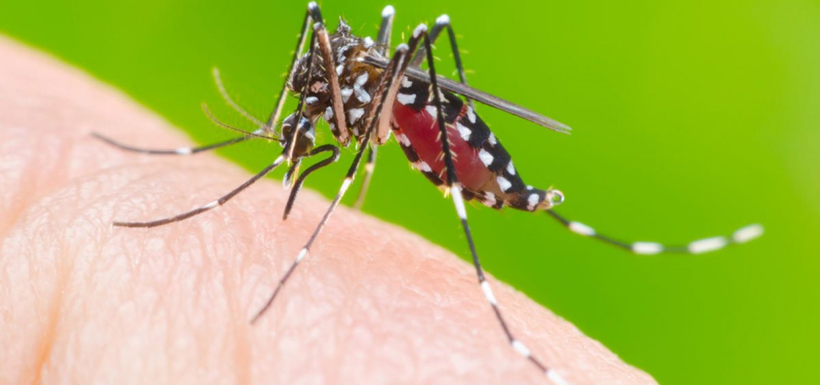 Sesab tem reunião de monitoramento com os 17 municípios baianos em altíssimo risco para dengue