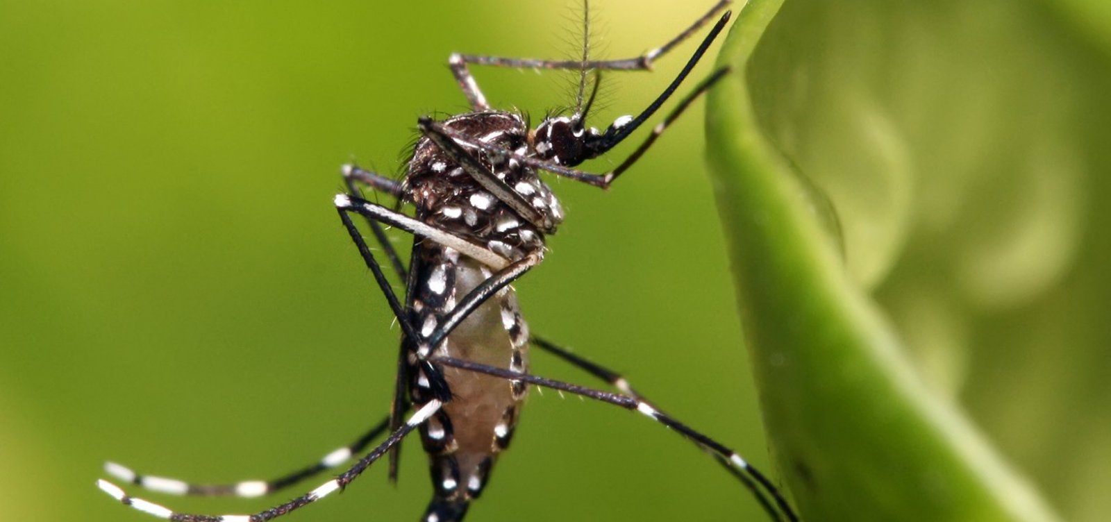 Com 14 mil casos suspeitos de dengue, Bahia vive risco de epidemia do  Aedes aegypti