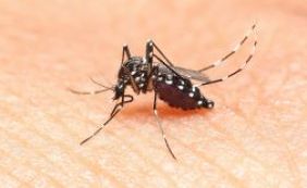 Médico alemão diz que Zika não ameaça Olimpíada no Brasil 