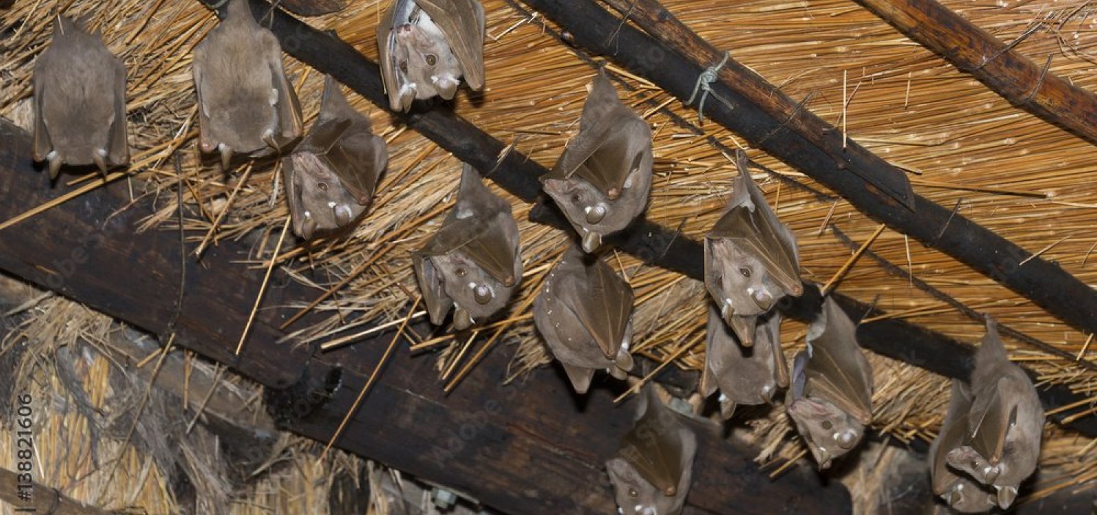 Sexta-feira 13 de terror: mais de 30 morcegos invadem casa em Periperi