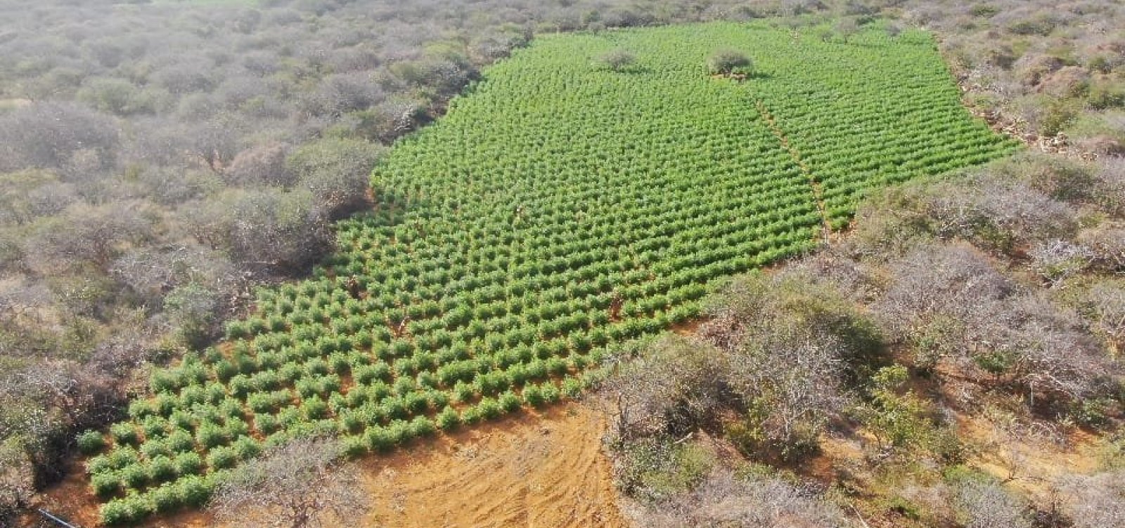 PM erradica plantação com 410 mil pés de maconha na região Norte