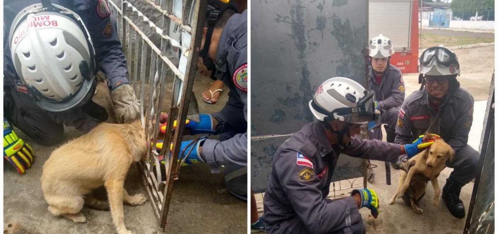 Bombeiros resgatam cachorro que ficou com cabeça presa em portão de ferro