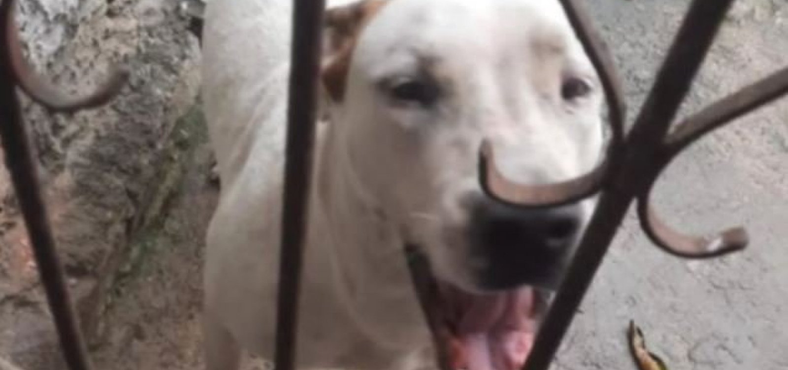 Homem morre após ser atacado por cão pitbull em Camaçari
