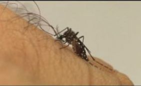 Ministro diz que vacina contra Zika pode ser desenvolvida em até um ano
