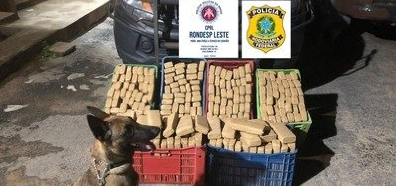 Mais de R$15 milhões em drogas são apreendidos nos últimos 30 dias, na Bahia