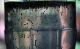 Dengue: casos sobem 48% no mês de janeiro em todo o país