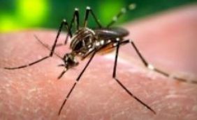 34 países já têm transmissão local do vírus da Zika, diz OMS