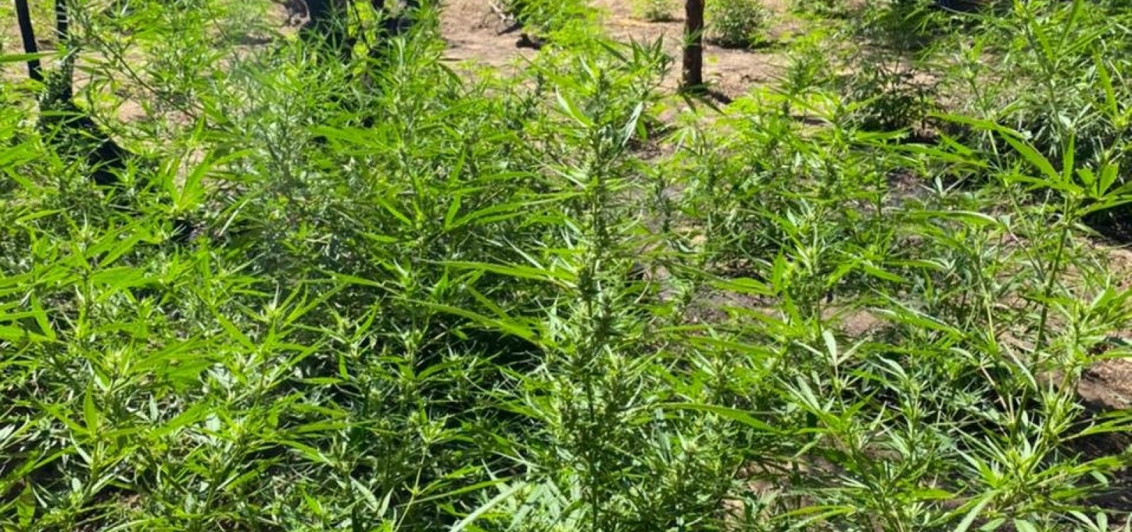 Operação erradica mais de meio milhão de plantações de maconha no Norte da Bahia