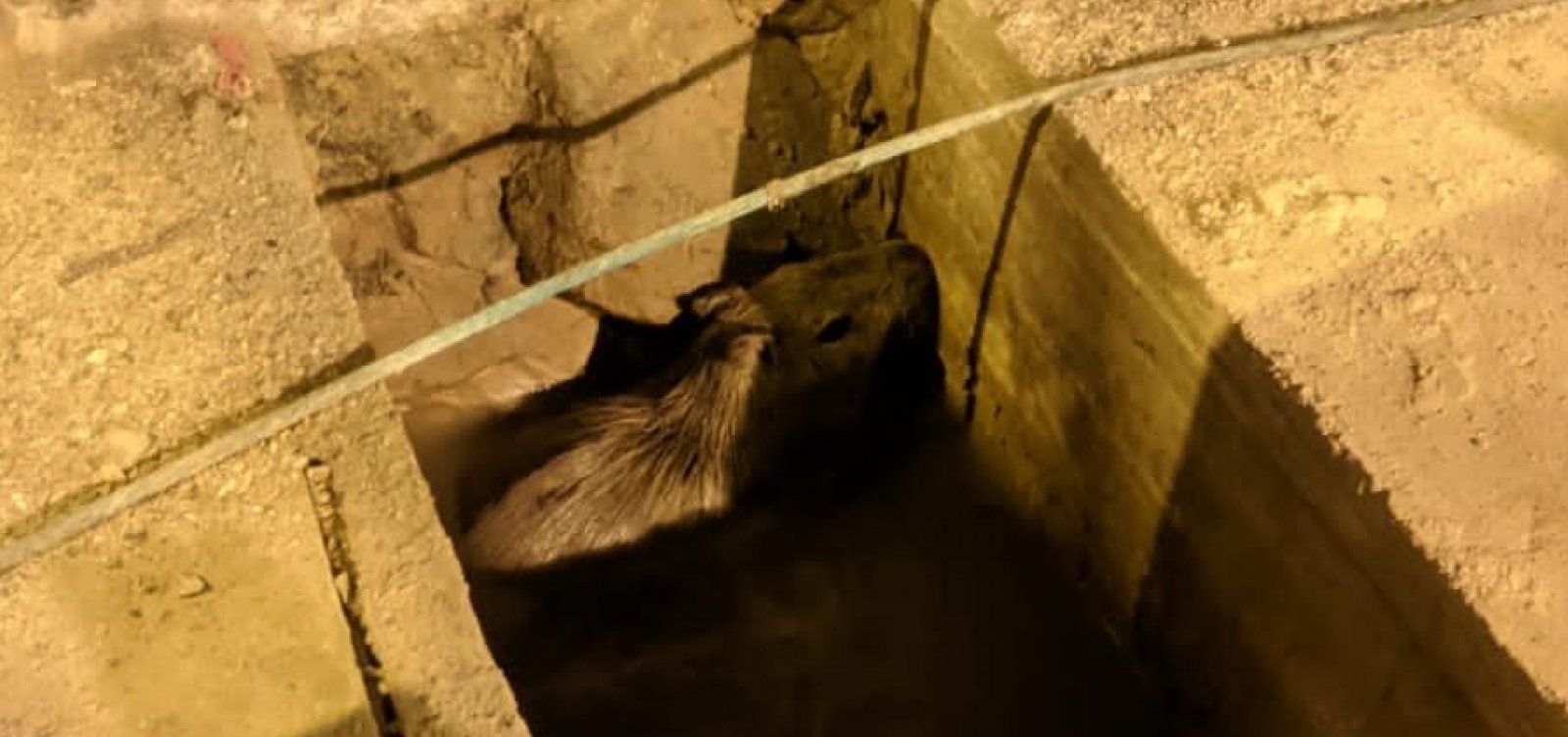 Capivara é resgatada de buraco em usina hidrelétrica de Paulo Afonso