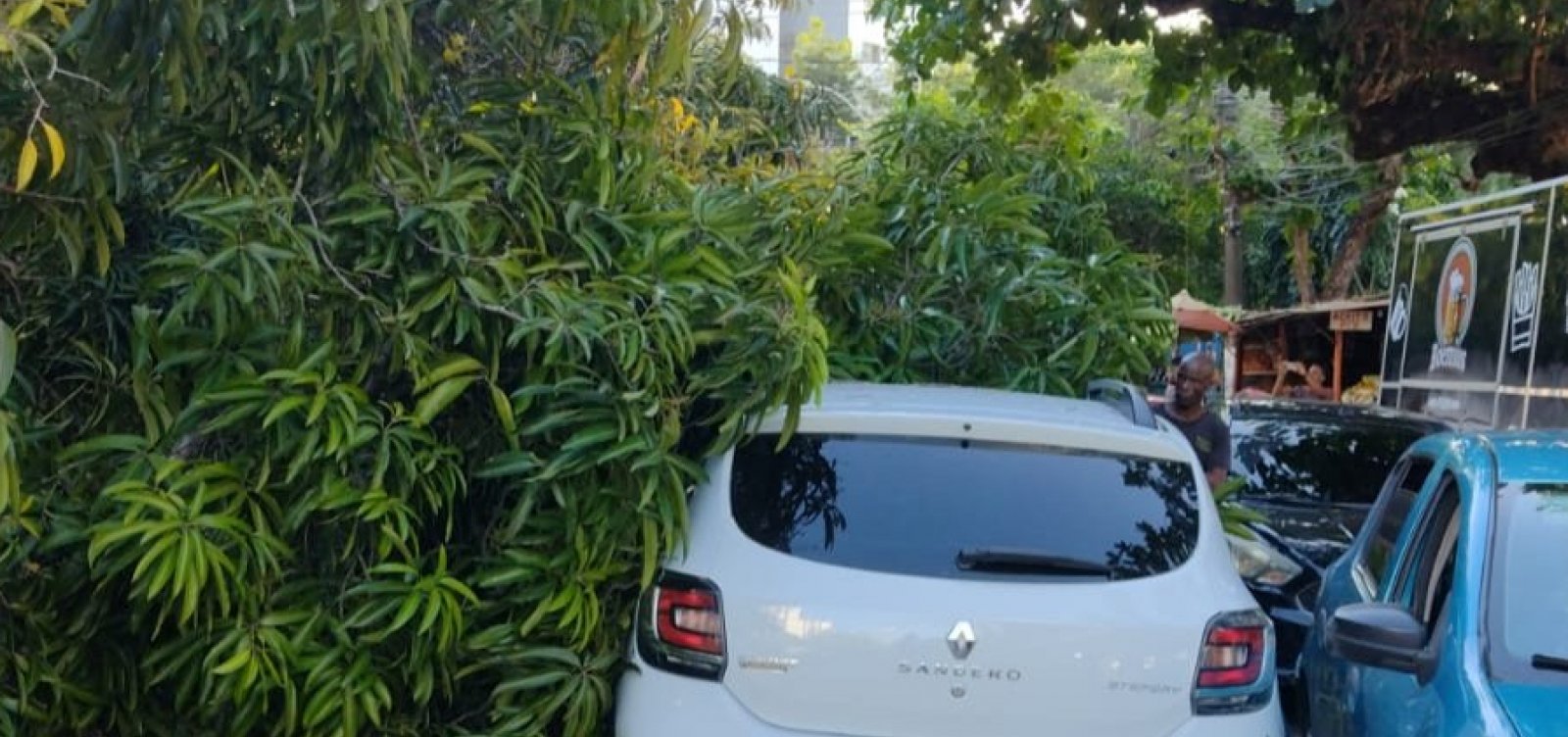 Queda de árvore de grande porte interdita Rua das Pedrinhas, no Imbuí