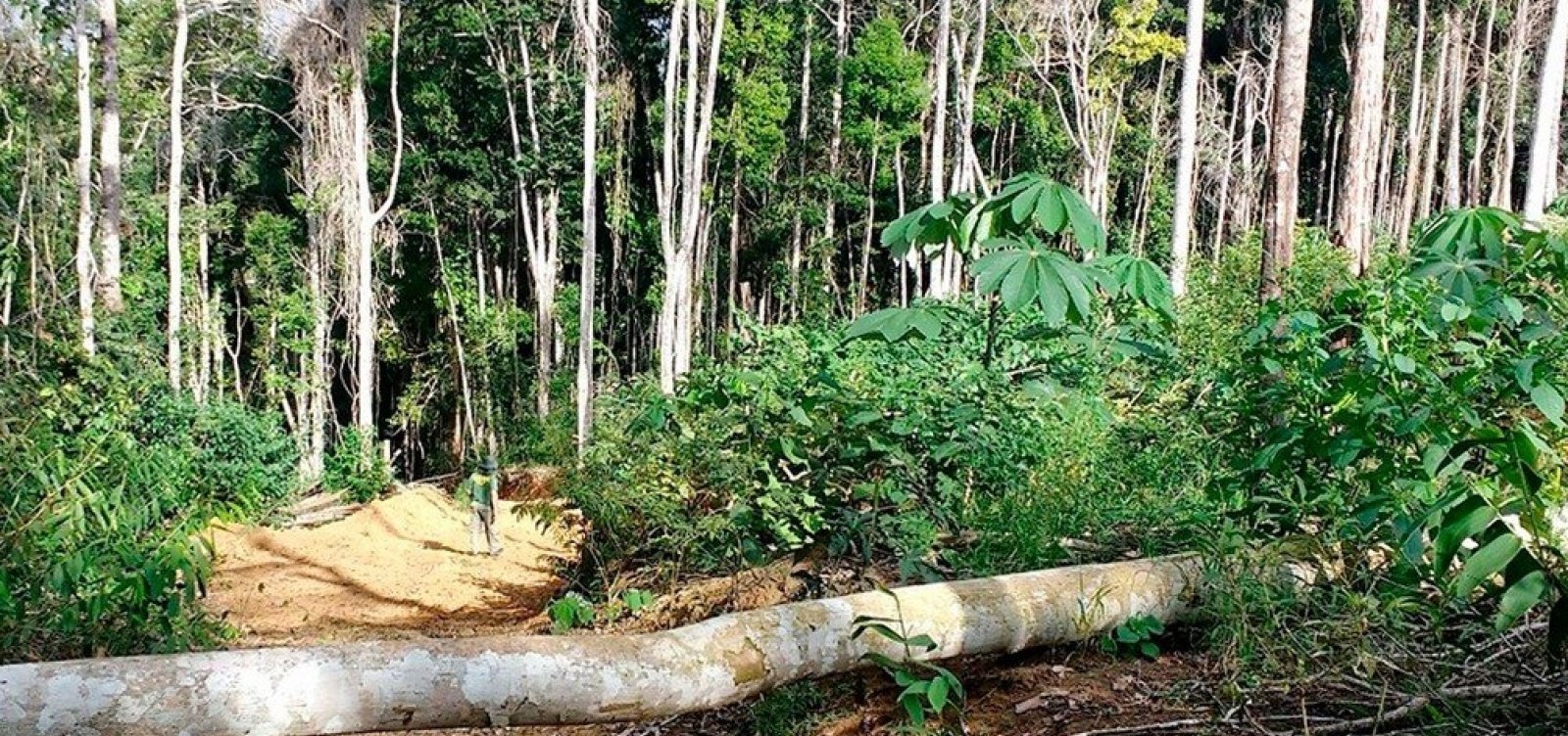 Município baiano lidera ranking nacional de desmatamento da Mata Atlântica