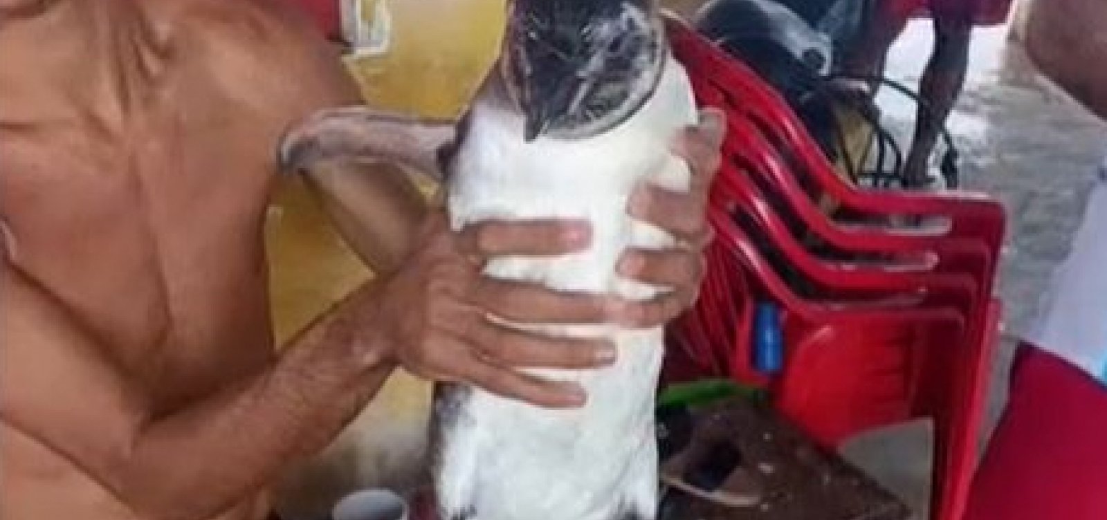 Pinguins aparecem nas praias da Barra e de Tubarão