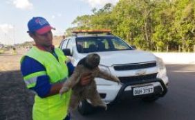 Bicho preguiça é resgatado na BA-093, em Simões Filho