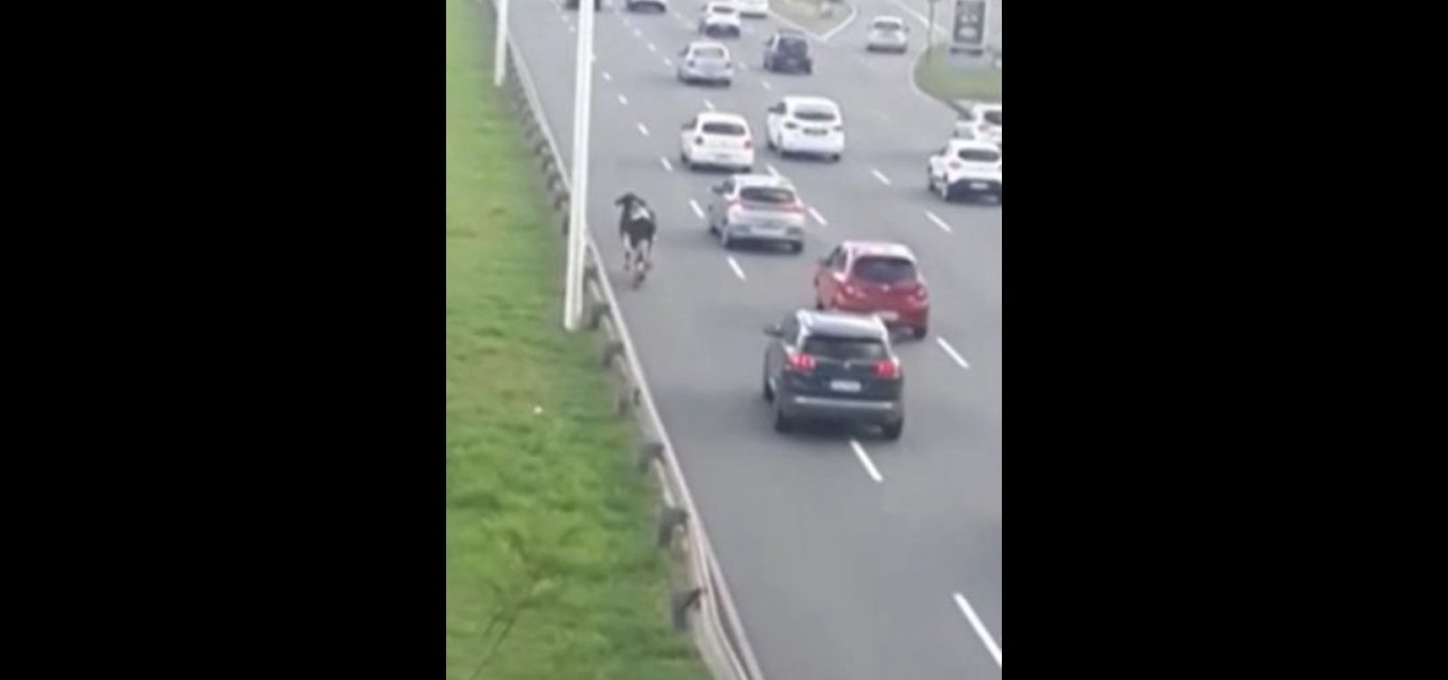 Vaca faz 'cooper' na Paralela, bloqueia trânsito e dá drible na Transalvador; veja vídeo