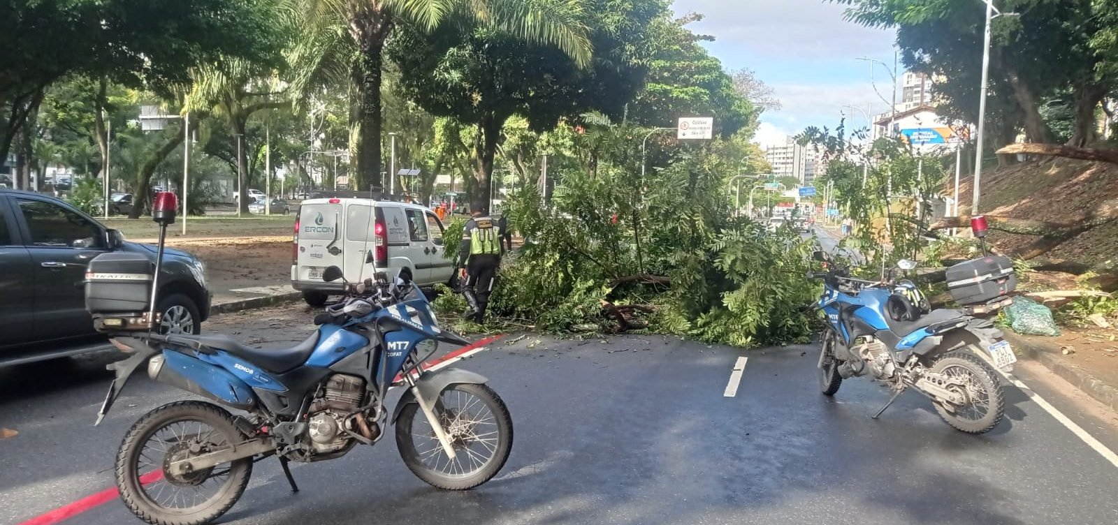 Árvore Cai Na Avenida Centenário E Via é Parcialmente Interditada Metro 1 9064