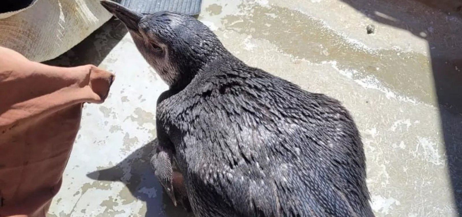 Em seis dias, três pinguins são resgatados nas praias de Salvador 