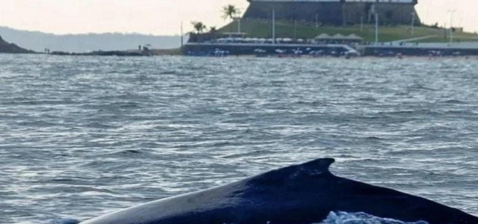 Moradores avistam baleia-jubarte na região da Barra 