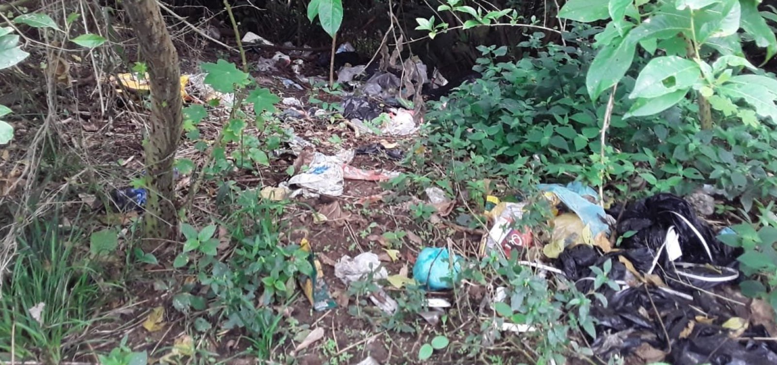 Ocupações irregulares geram acúmulo de lixo no Parque de Pituaçu; secretaria não dá resposta