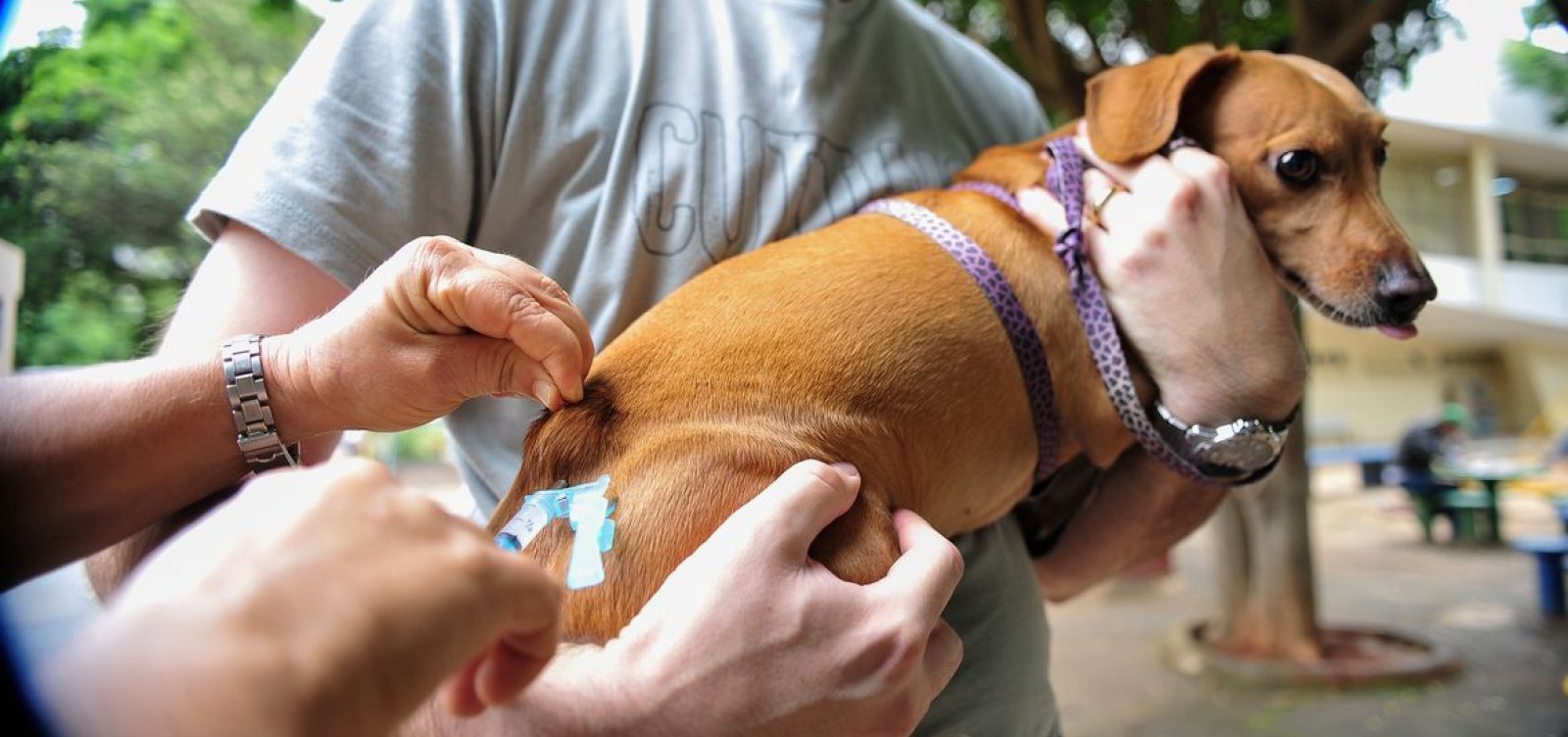 Vacinação antirrábica alcançou mais de 20 mil animais em Salvador em quatro dias  