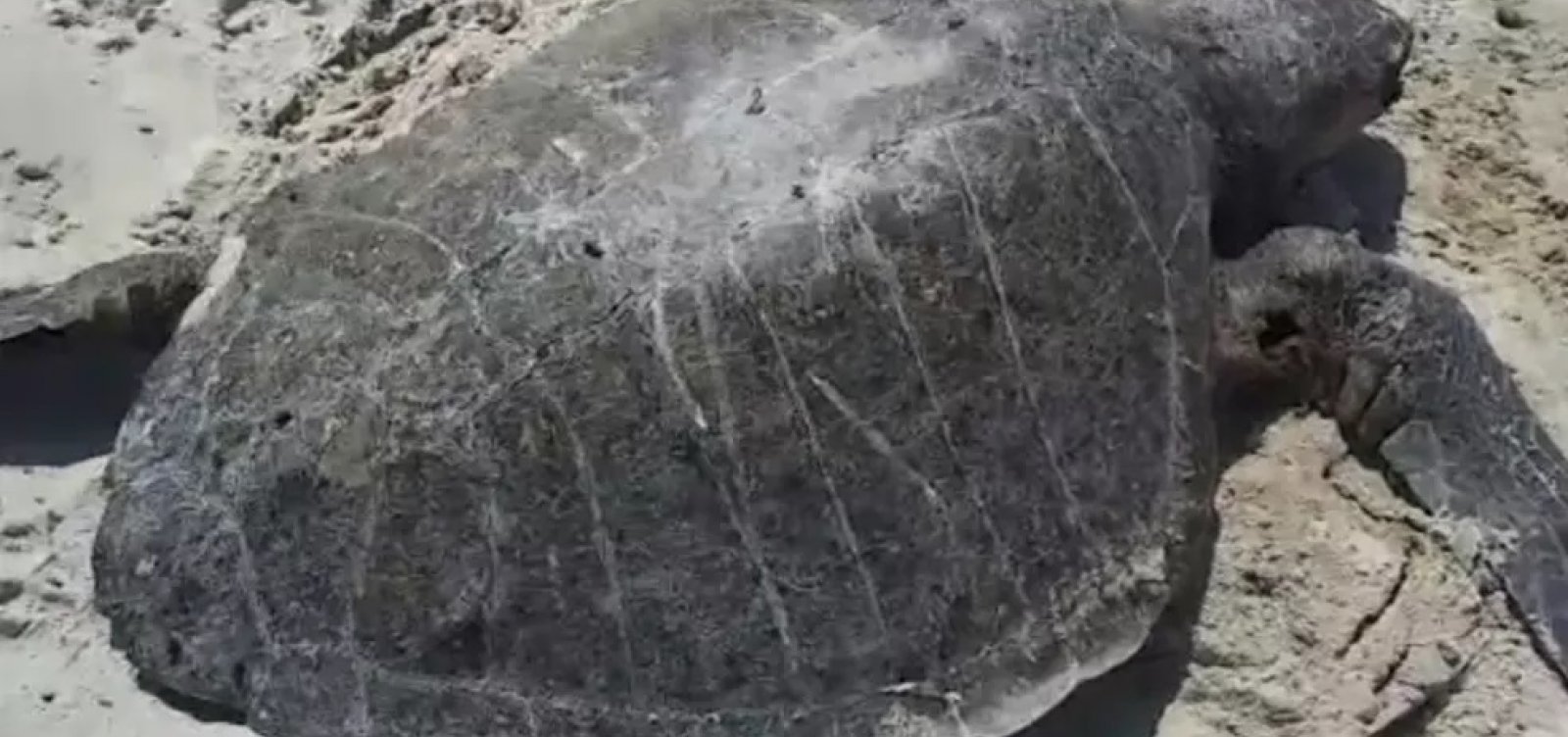 Número de tartarugas mortas em praias baianas cresce 30% em 2022