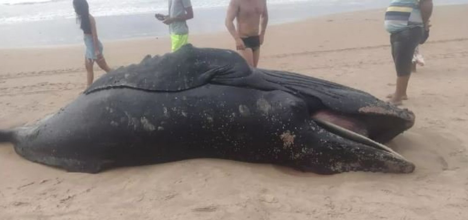 Filhote de baleia é encontrado morto em praia na Região Metropolitana de Salvador
