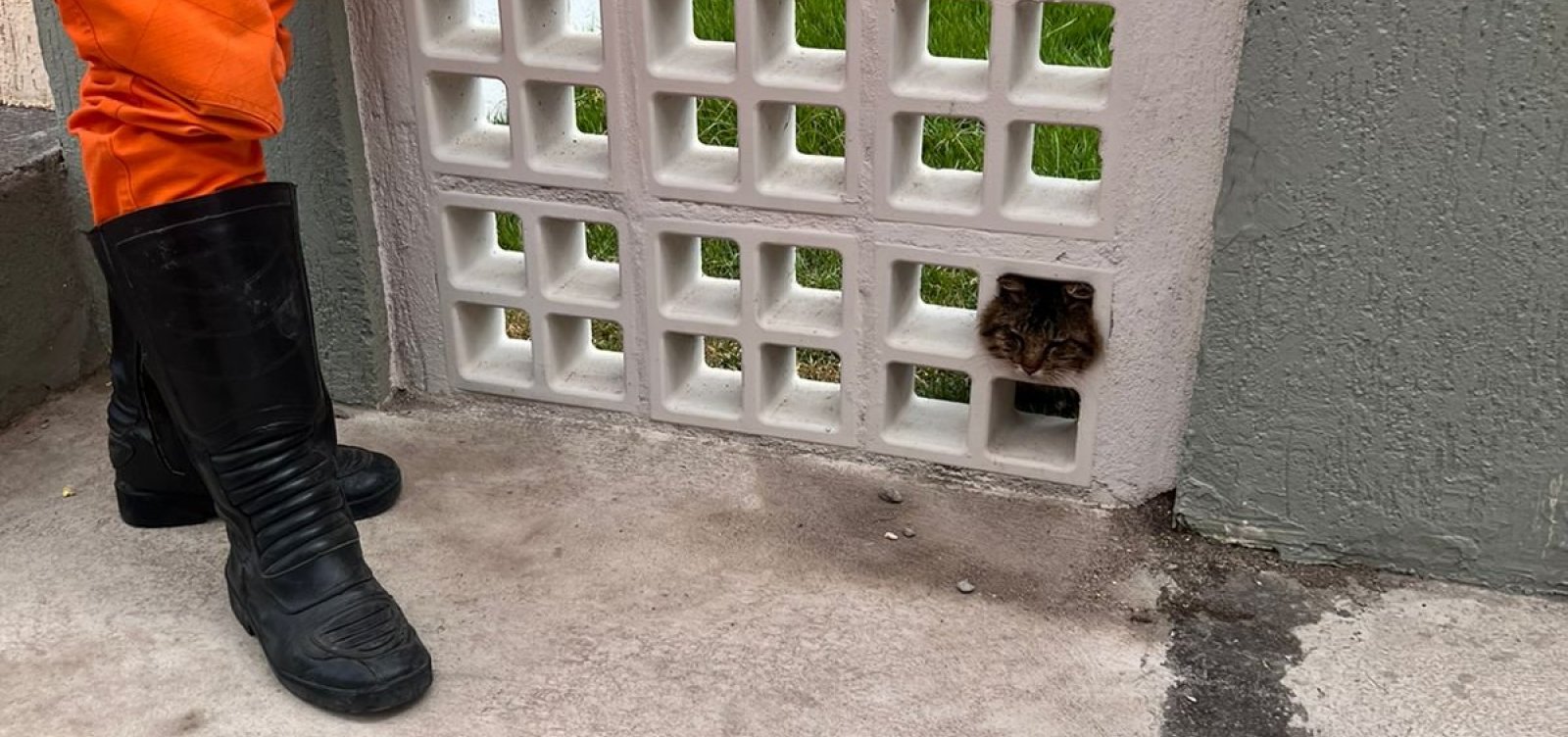 Bombeiros de Eunápolis resgatam gato que prendeu cabeça em muro