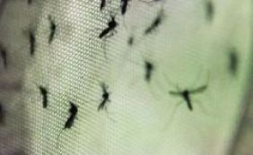 Áreas rurais da Bahia terão reforço de um plano de ação em combate ao Aedes