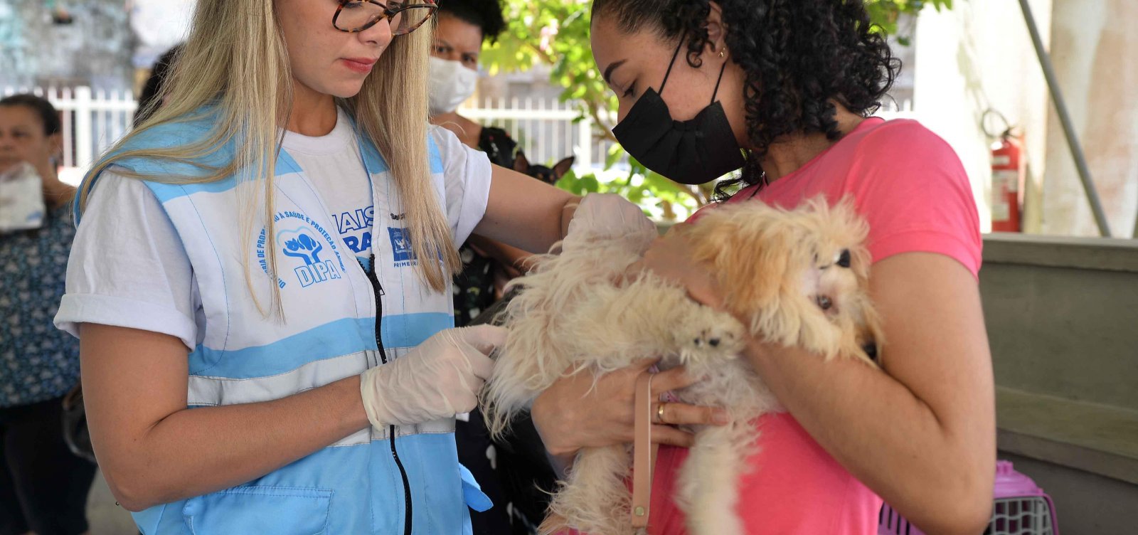 Campanha de vacinação antirrábica em Salvador é prorrogada até dia 30