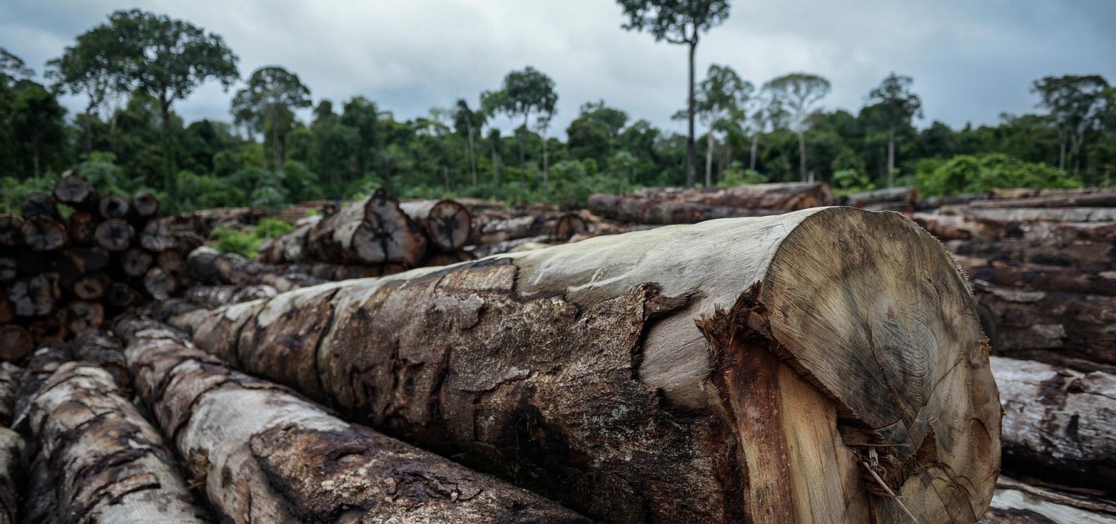 Amazônia tem recorde de queimadas e desmatamento em setembro