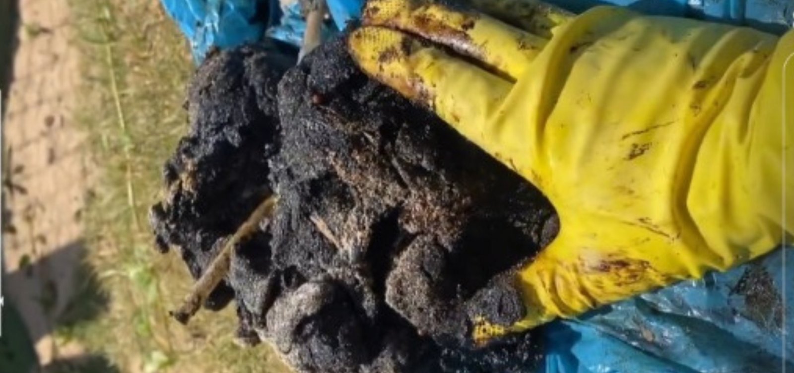 Manchas de &oacute;leo voltam a aparecer em praias de Porto Seguro e Cama&ccedil;ari 