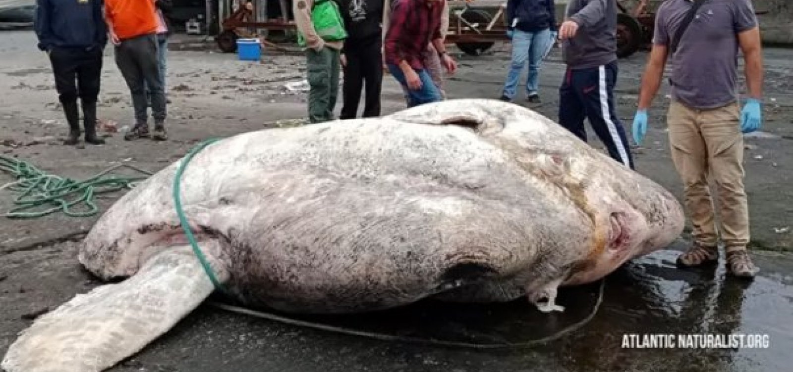 Gigante das profundezas: conheça o Peixe-lua