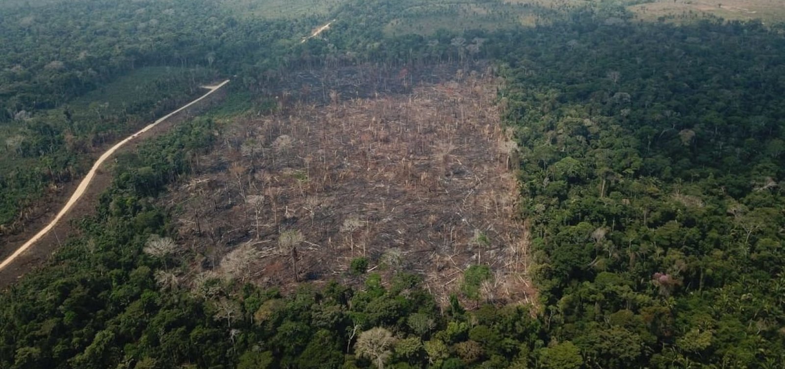 Supremo estabelece que governo federal deve reativar Fundo Amazônia em até 60 dias