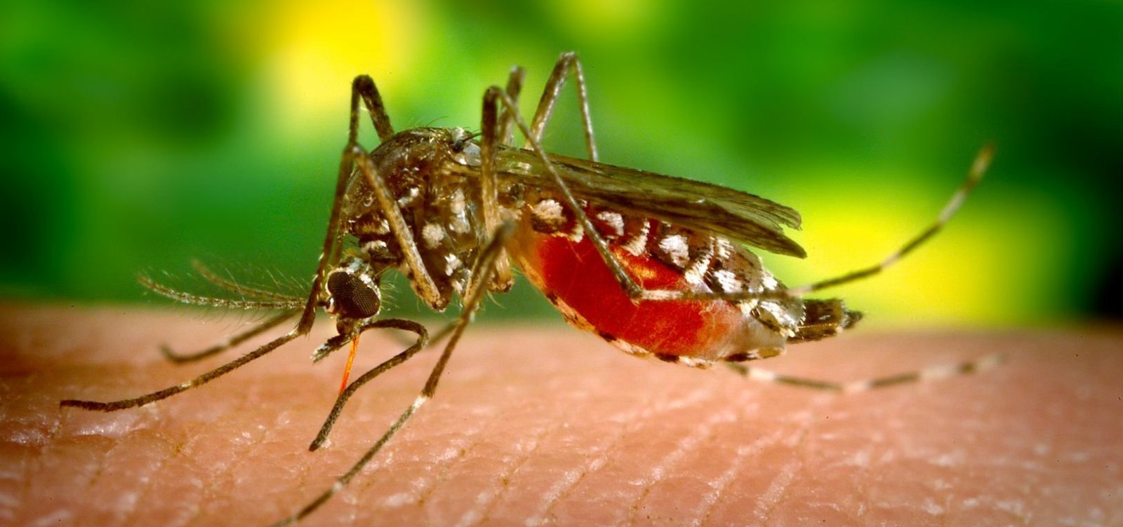 Brasil Atinge Maior Número De óbitos Por Dengue Desde 2019 Metro 1