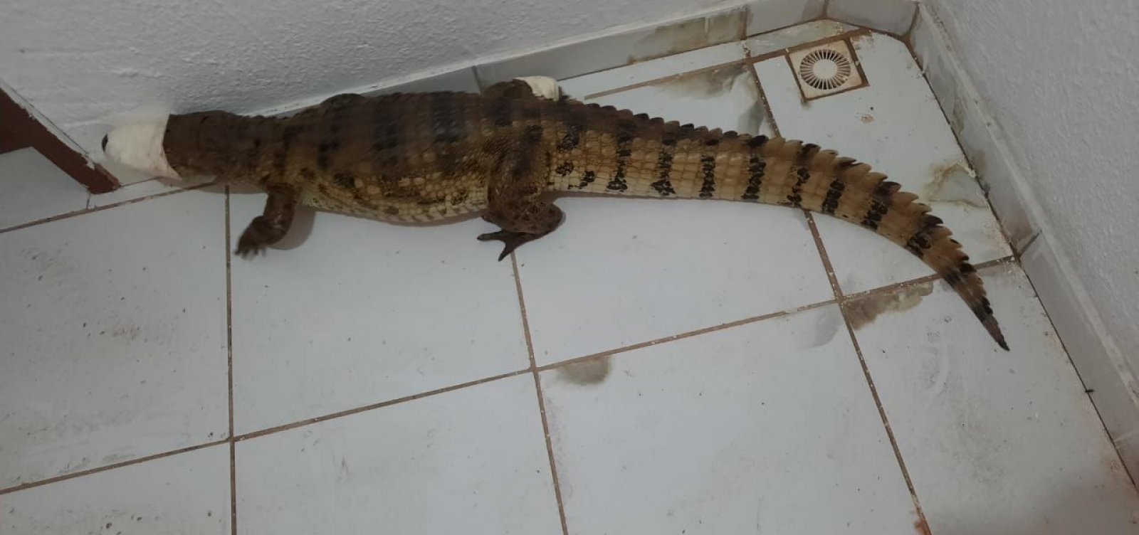 Jacaré de 1,2 metros é resgatado em Eunápolis; animal foi devolvido à natureza