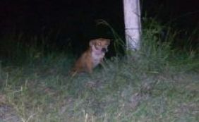 Criança de dois anos morre após ser atacada por pitbull em Itamaraju