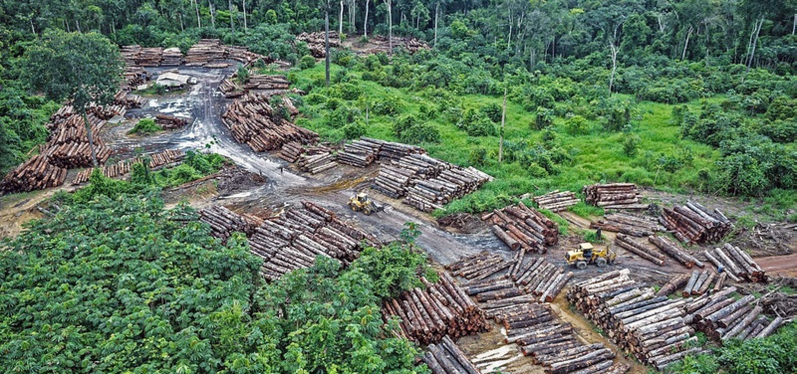 Funai revoga ato que liberava extração de recursos madeireiros em terras indígenas