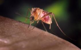 Zika também pode infectar pernilongo, aponta estudo da Fiocruz