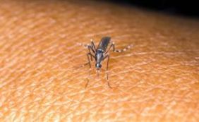 Estudo demonstra que zika ataca e destrói células do cérebro